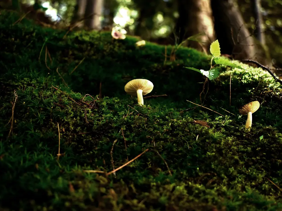 A few small yellowish mushrooms growing on a mossy forest floor